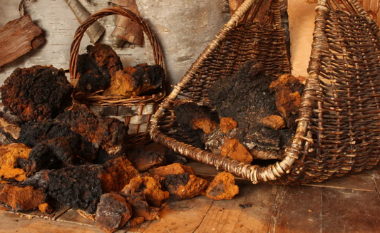 Raw Chaga (Wholesale)