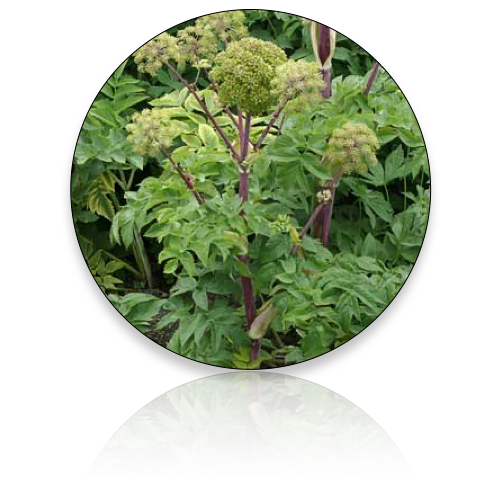 Angelica Root (Wholesale)