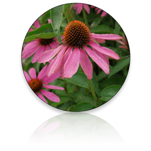 Echinacea Purpurea Tincture (Wholesale)