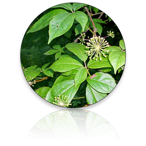 Eleuthro (Wholesale)
