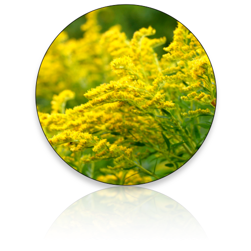 Goldenrod  (Wholesale)