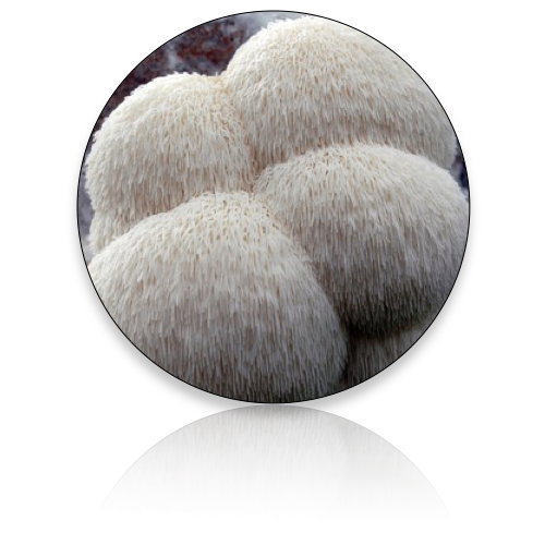 Lion's Mane (Wholesale)