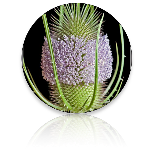 Teasel (Wholesale)