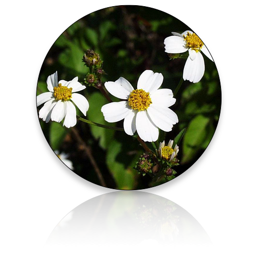 Bidens Alba