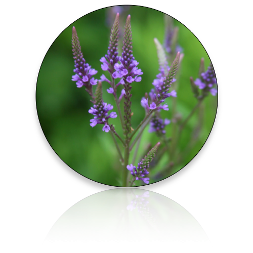 Blue Vervain