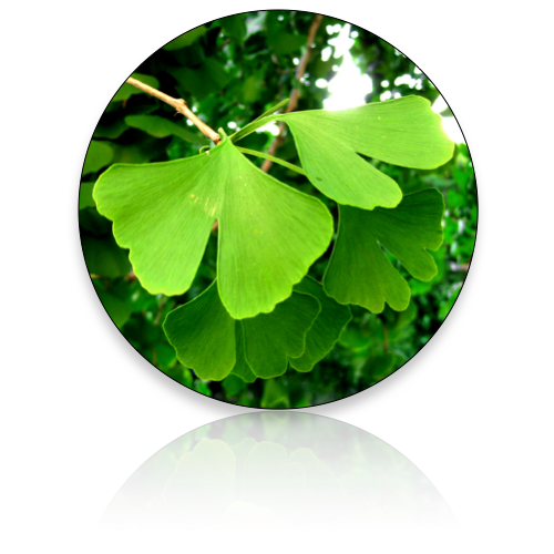 Ginkgo