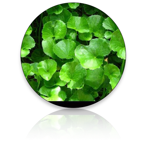 Gotu Kola