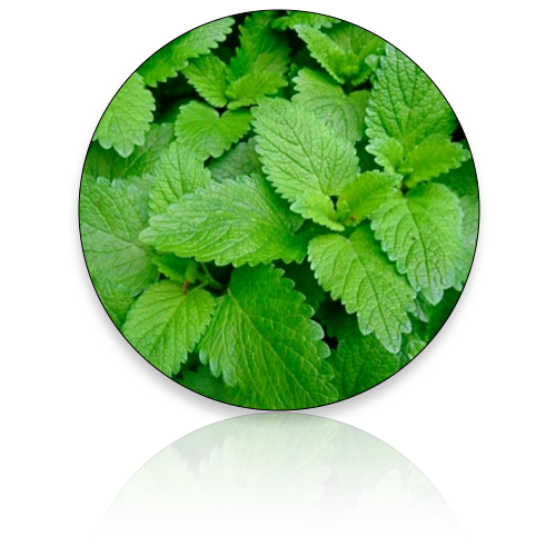 Lemon Balm