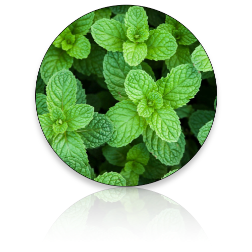 Peppermint