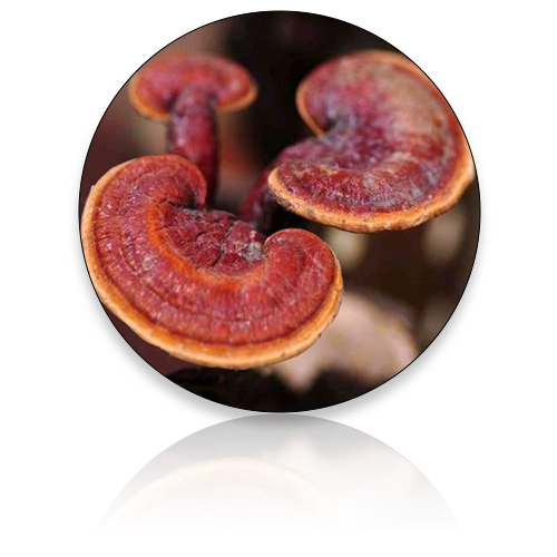 Reishi