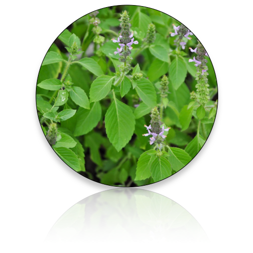 Tulsi