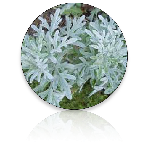Wormwood