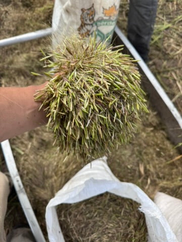 Wild Rice ~ Manoomin