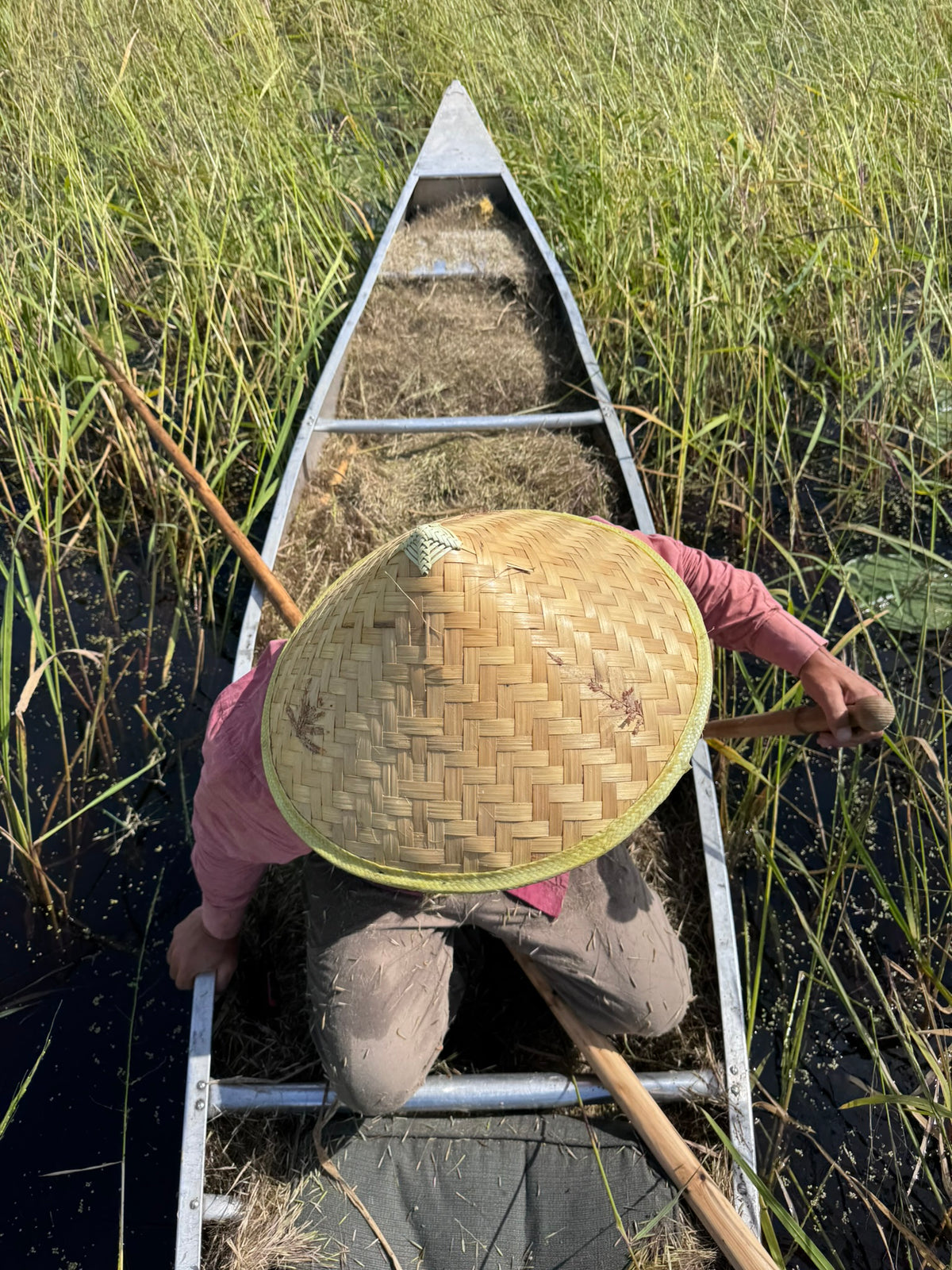Wild Rice ~ Manoomin