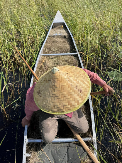 Wild Rice ~ Manoomin