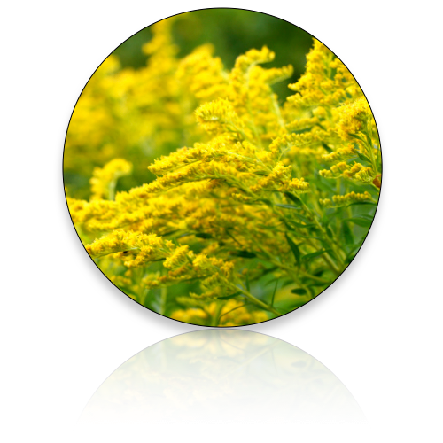 Goldenrod-New Batch Coming Soon