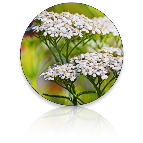 Yarrow